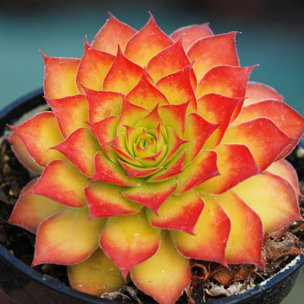 sempervivum GOLD NUGGET hen and chicks succulent Charms hardy perennial = 1 Potted Garden Plant